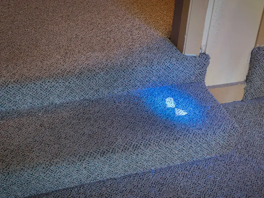 UV light inspection for hidden carpet stains during Premium RestoraClean